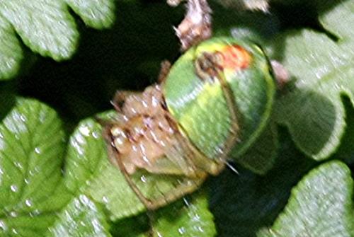 Araniella sp.